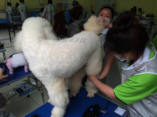芦丁鸡宠物养成指南：从网购到DIY乐趣多